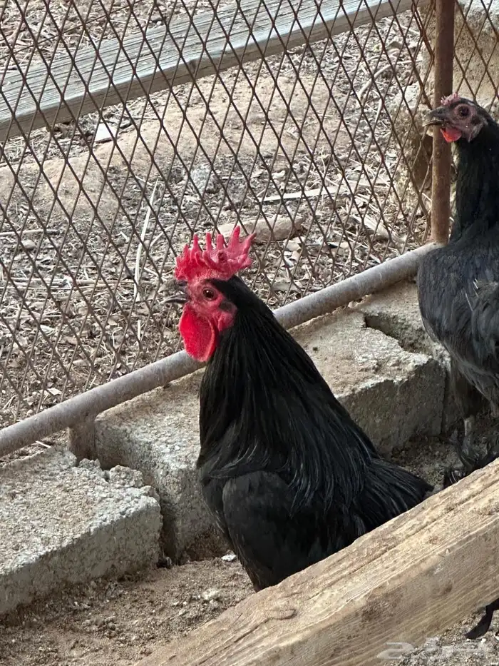 دجاج بلدي بياض 7