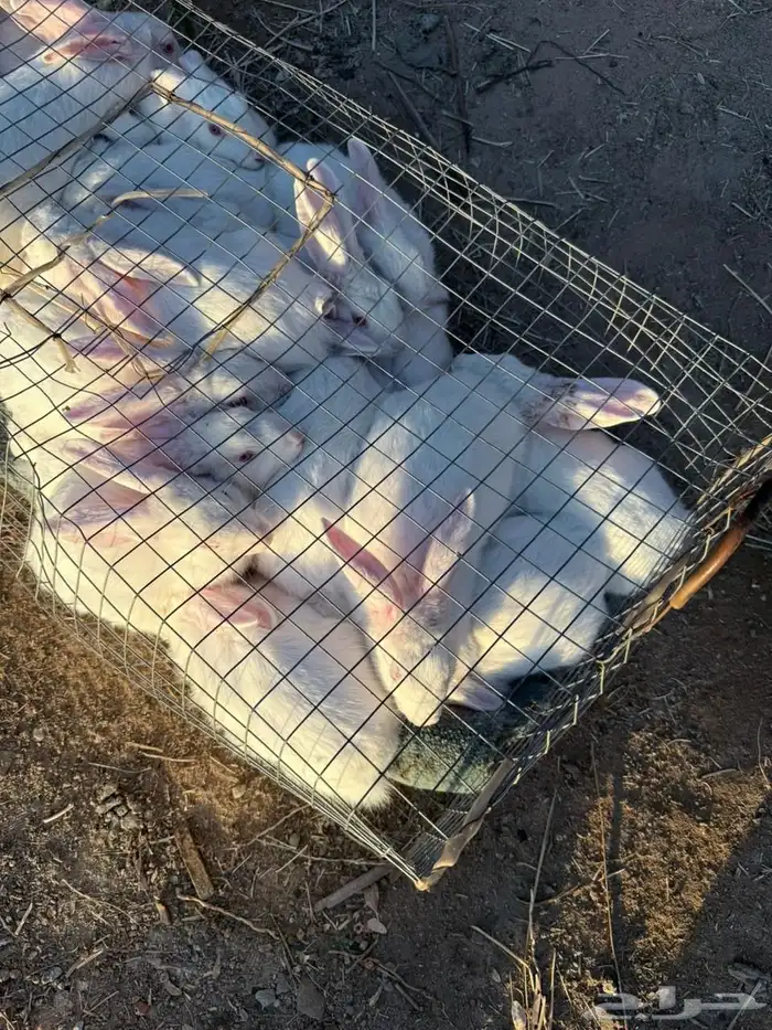 ارانب بلديه 6