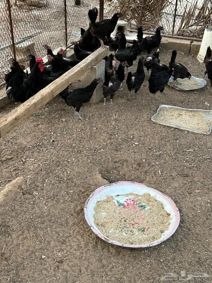 دجاج بلدي بياض 4