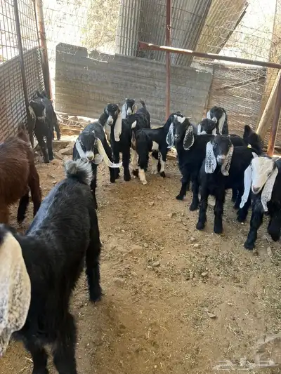 معزى عوارض 4
