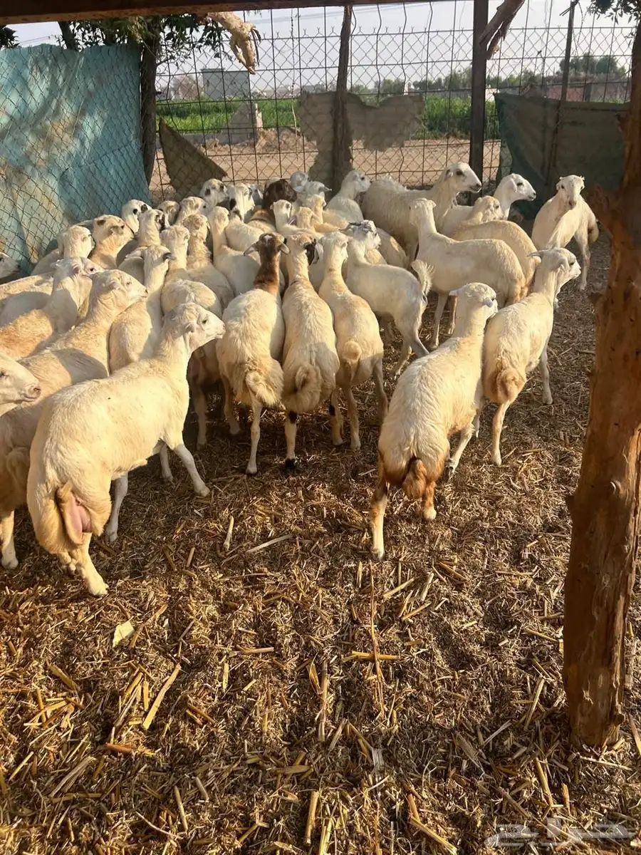 خرفان ورخال بلدي 800 ريال 1