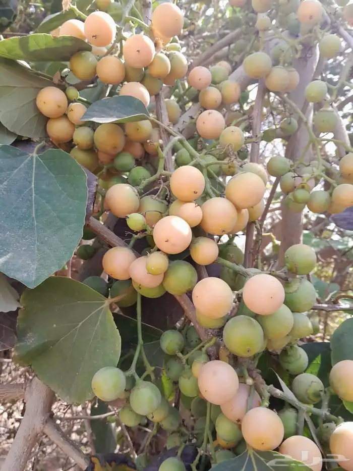 فاكهة البمبر يوجد توصيل 1
