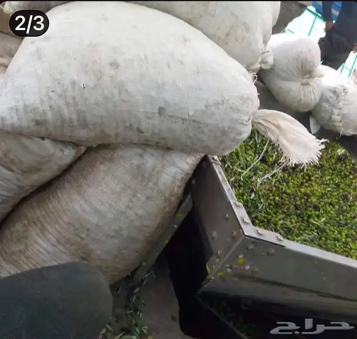 زيت زيتون الفلسطيني بعل عالأمطار شحن لجميع مناطق المملكه 22