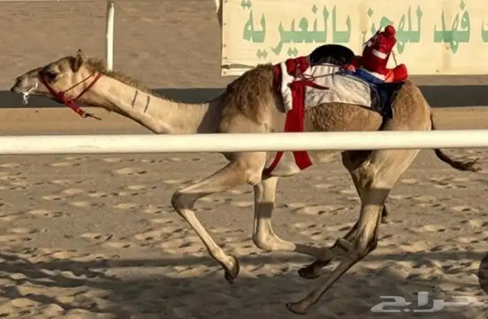 بنت سياف 8