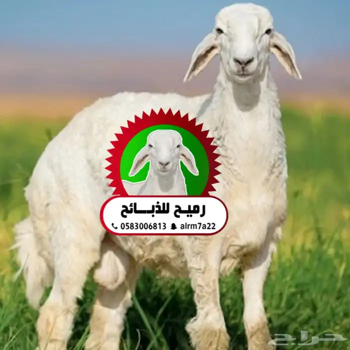 رميح للذبايح .. نحرص على أجود انواع الذبايح 0