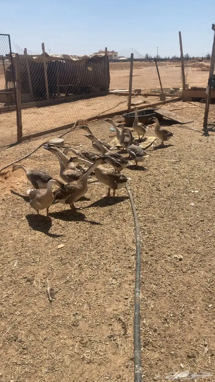 وز عراقي 0