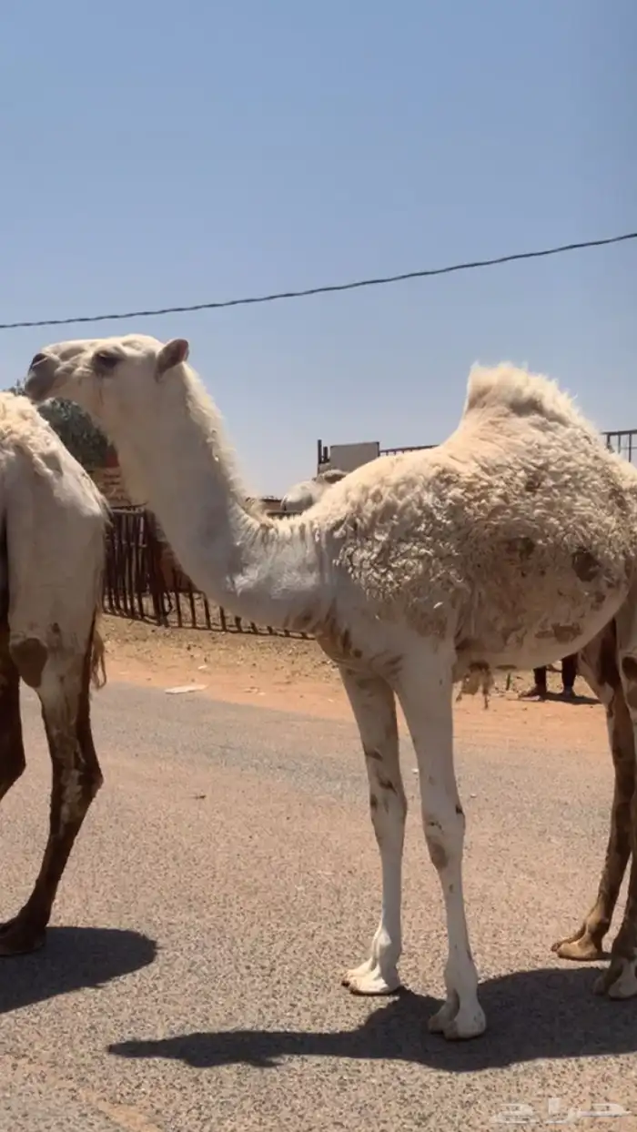 عشراء معها بكره تم البيع 5