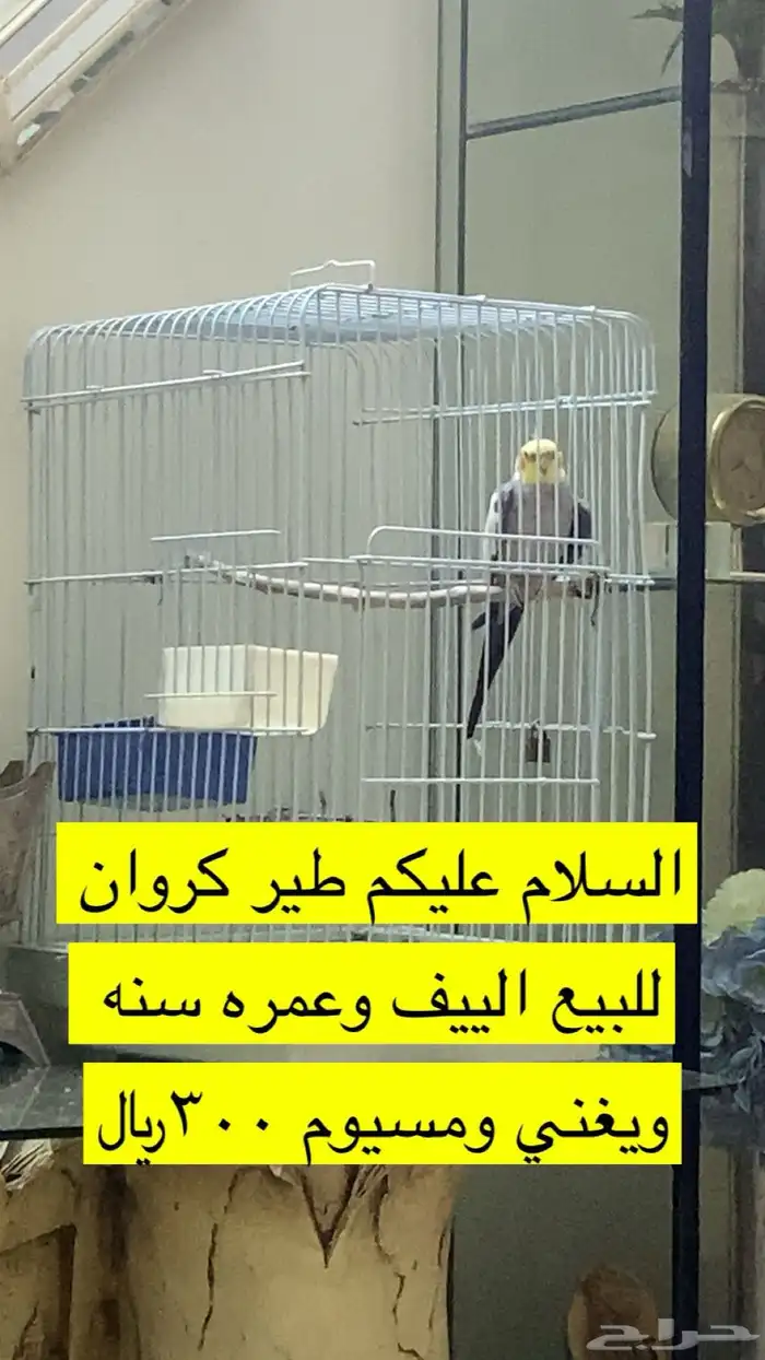 طير كروان يغني والييف وصل السوم300 0