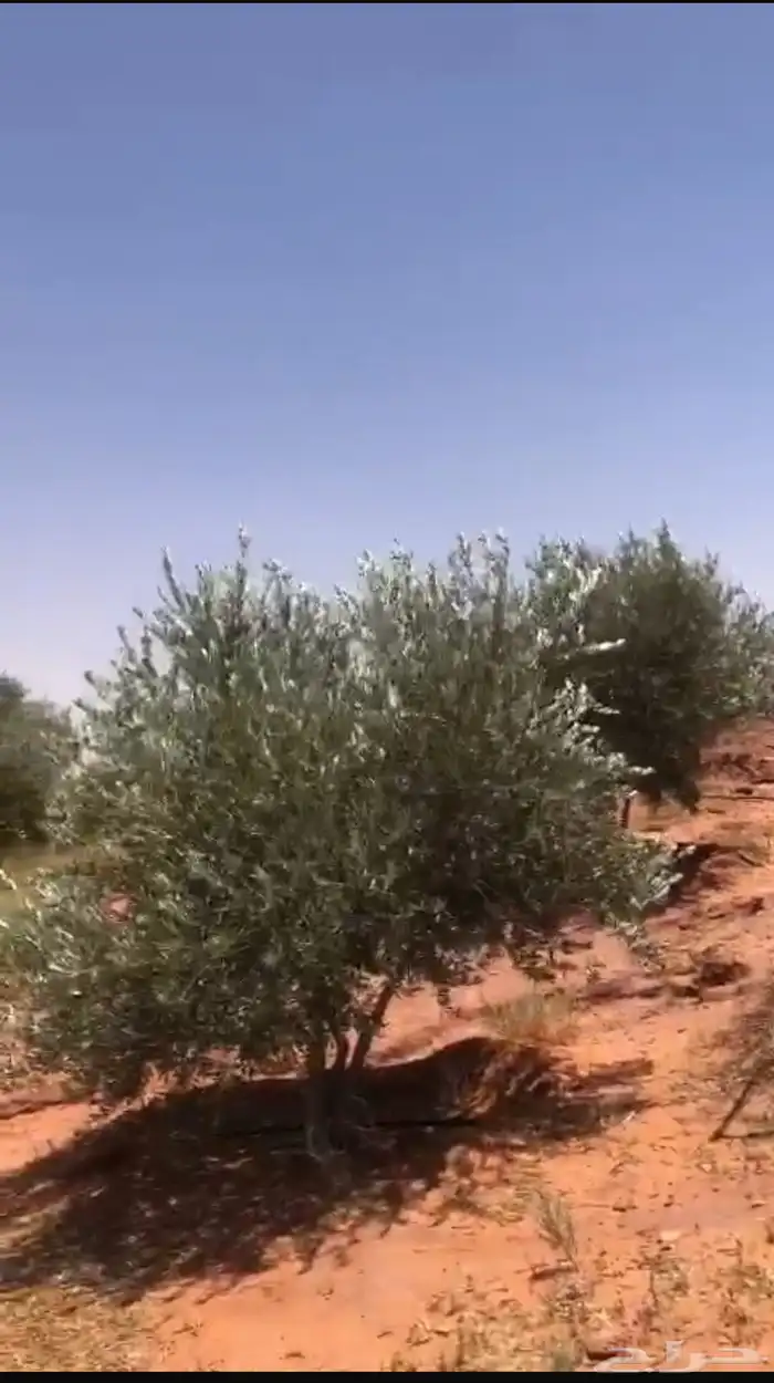 اشجار زيتون للبيع عمر اكثر من خمس سنوات نوعه نيبالي محسن 0