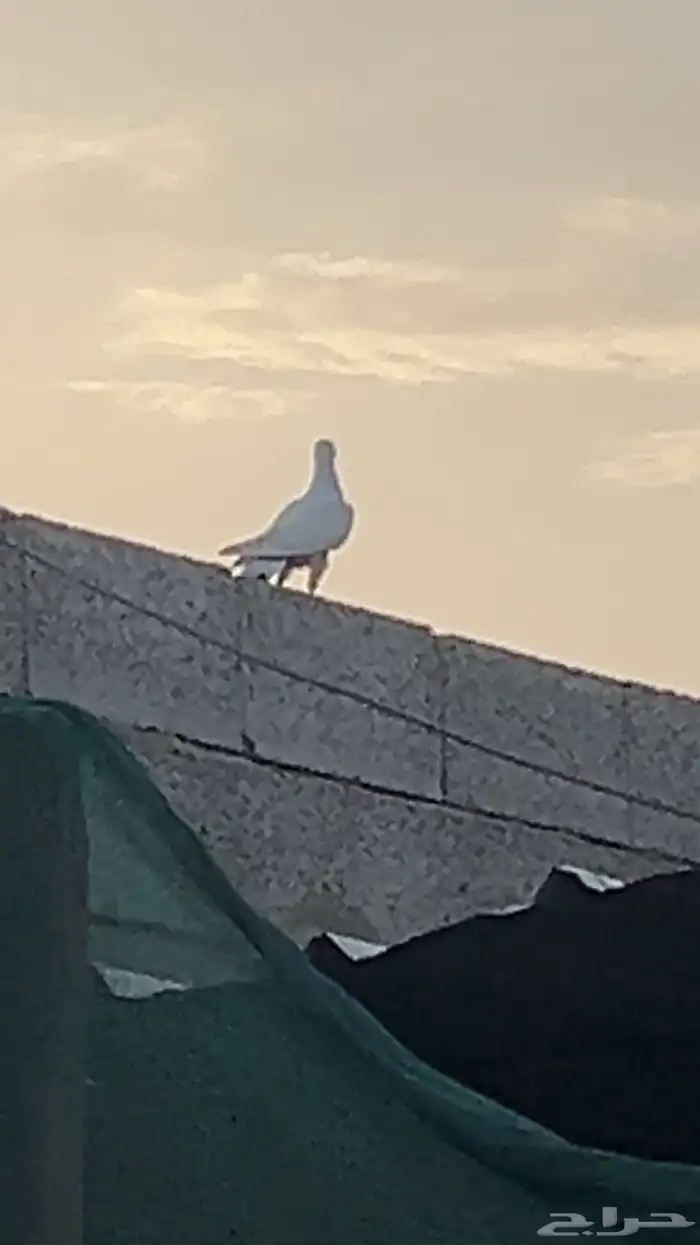 طبه باكستاني 0