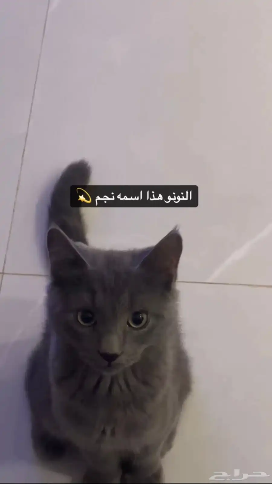 ثلاثة قطط للتبني 1