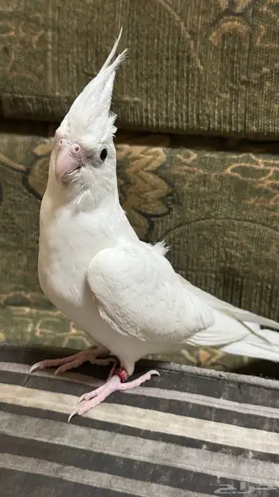 كروان بصمة الييف تم البيبع 0