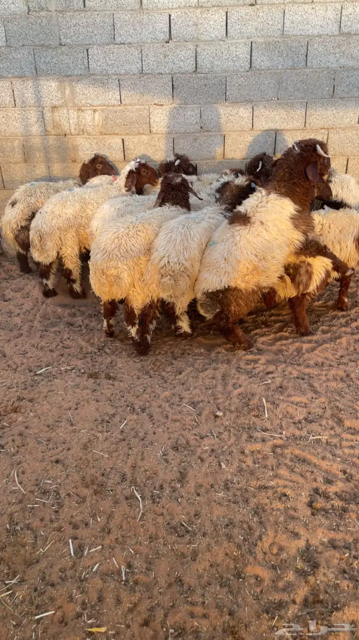 بلدي نعيمي 100 تقييم 1