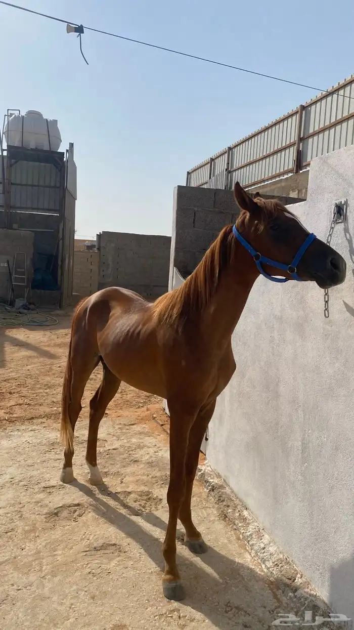 مربط الابجر 0