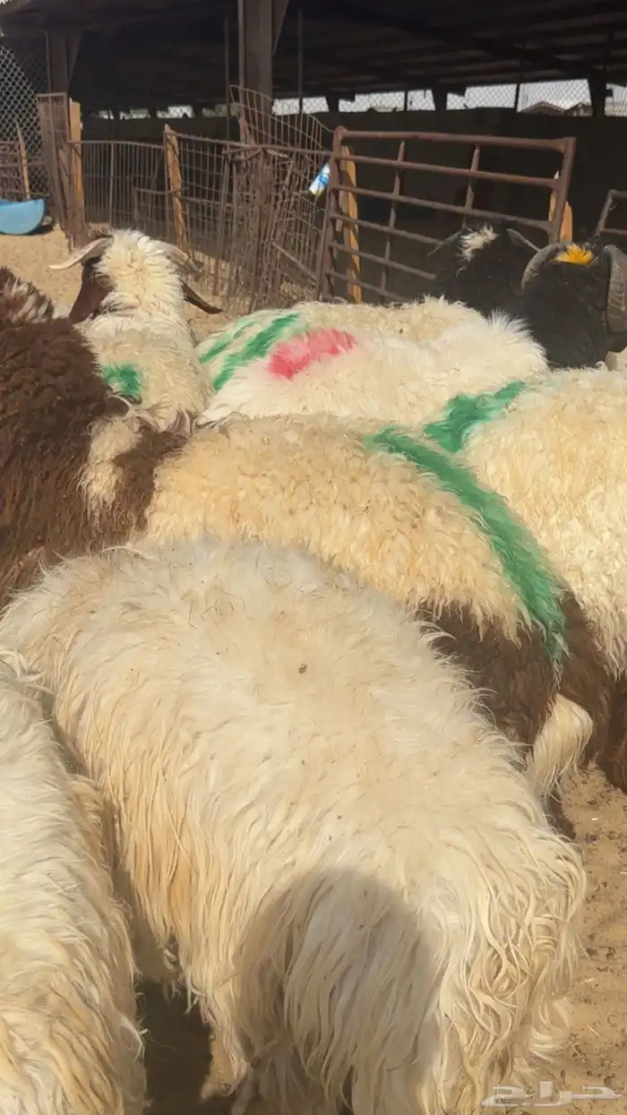 ذبائح مع خدمه التقطيع والتوصيل 2