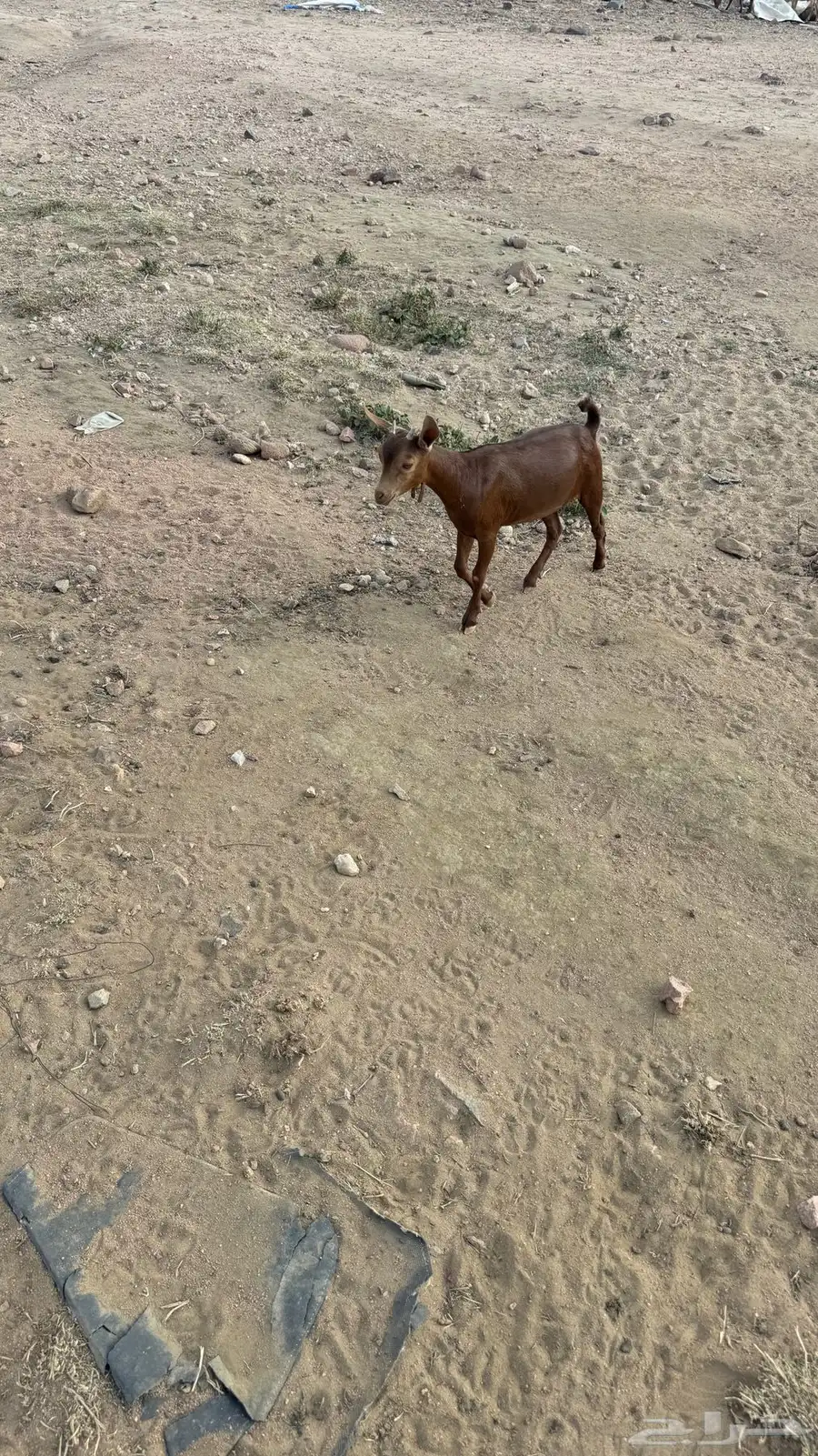 عنقان للبيع 8
