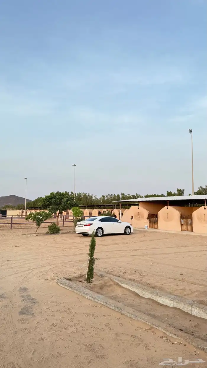 اسطبل خيول جميع م يخص الخيل 1