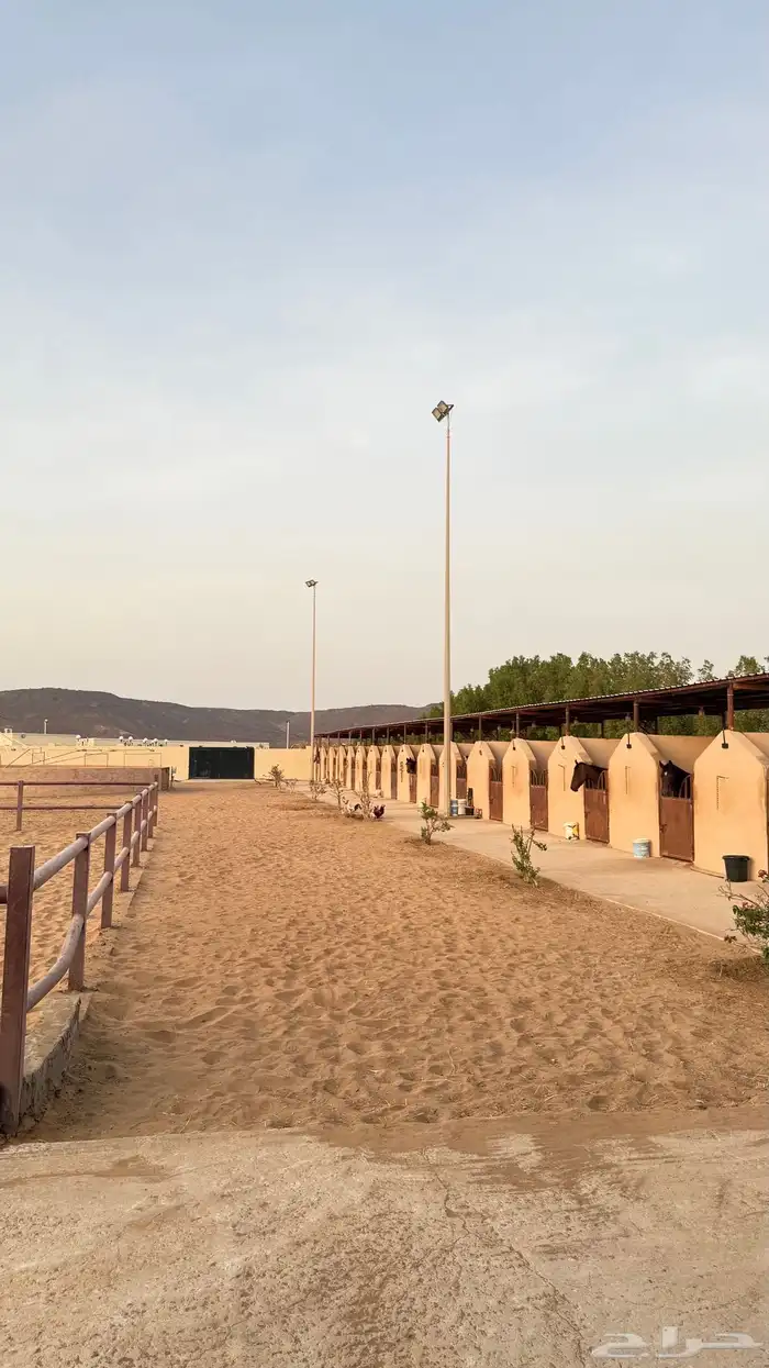 اسطبل خيول جميع م يخص الخيل 3