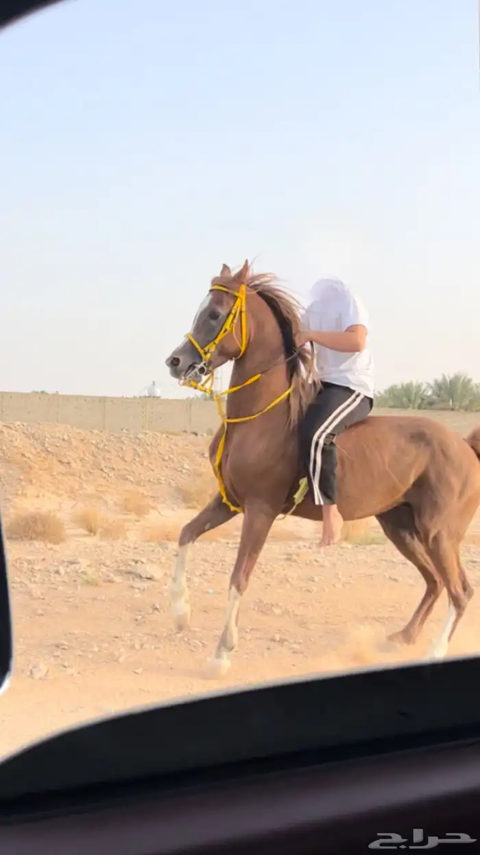حصان شعبي 1