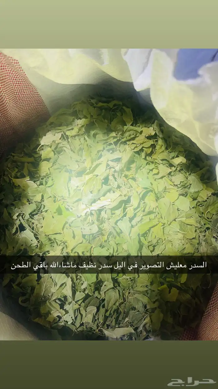 السدر البلدي من تهامه 4