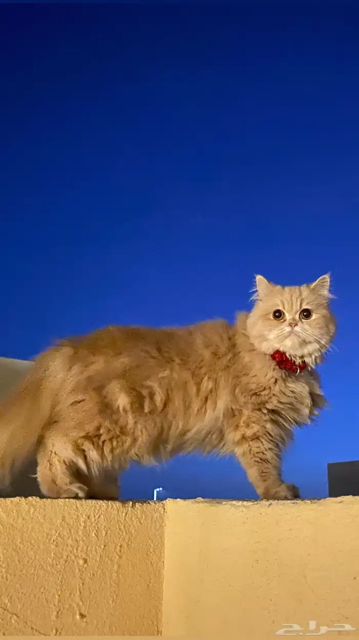بسة ضايعه بالقنفذه 0