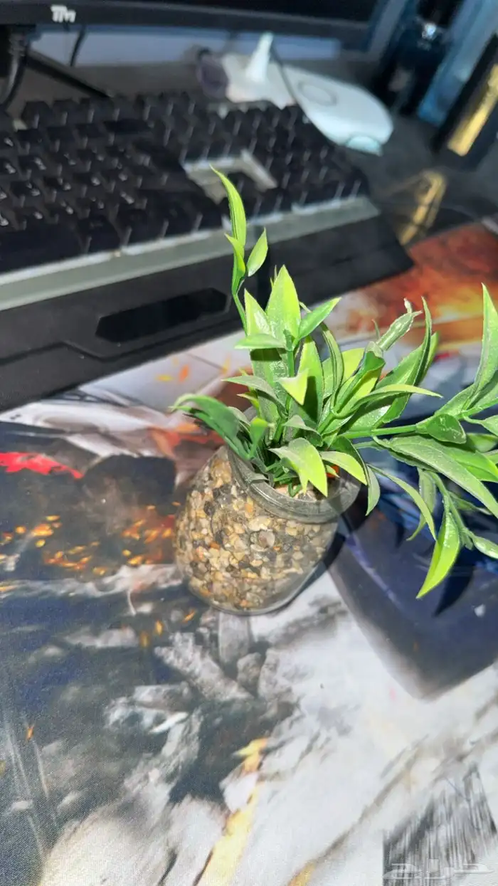 للبيع اغراض سيت اب 16