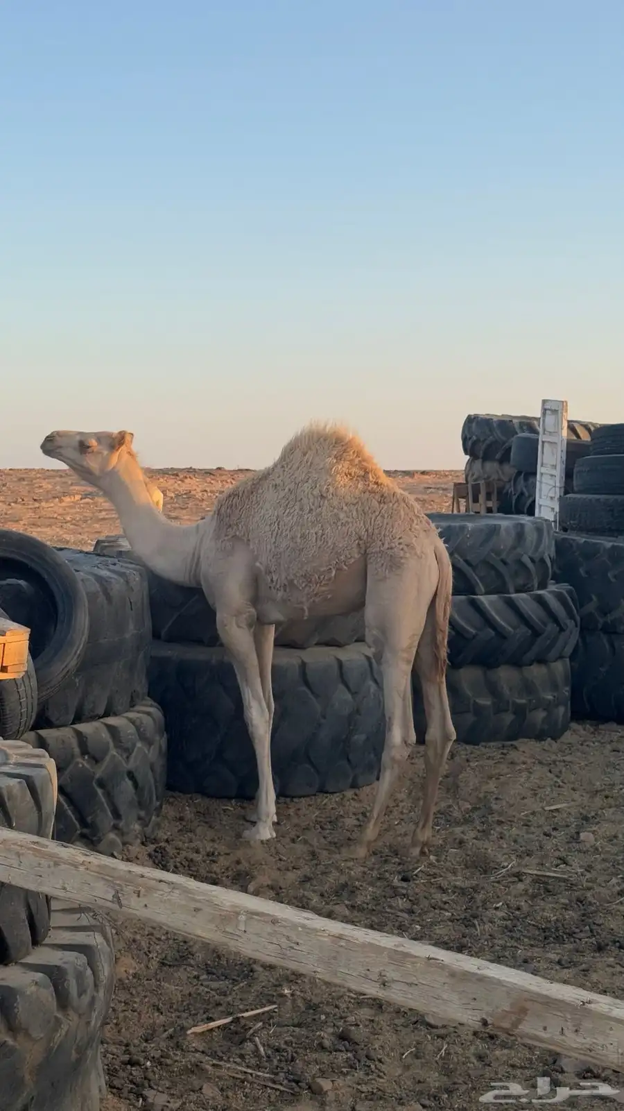 قعود اصيل ولد ذيب الزوين 3