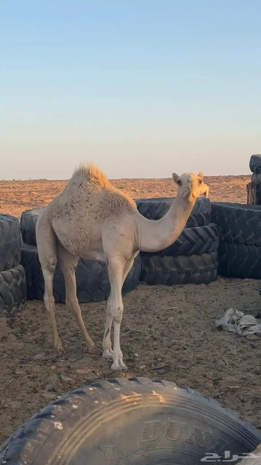 قعود اصيل ولد ذيب الزوين 5