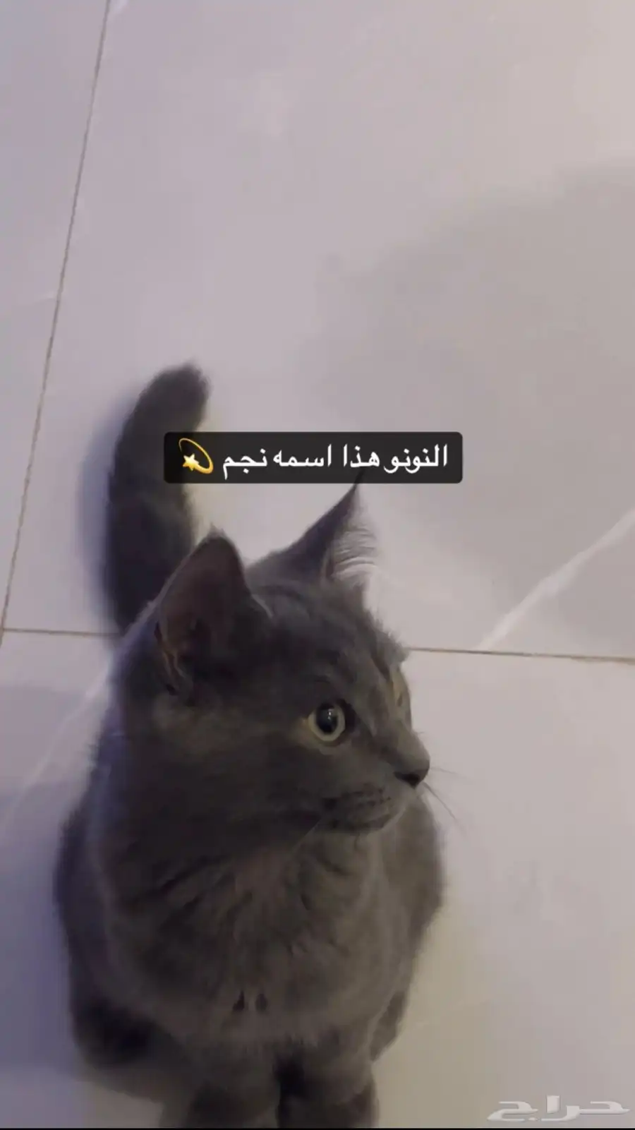 ثلاثة قطط للتبني 0