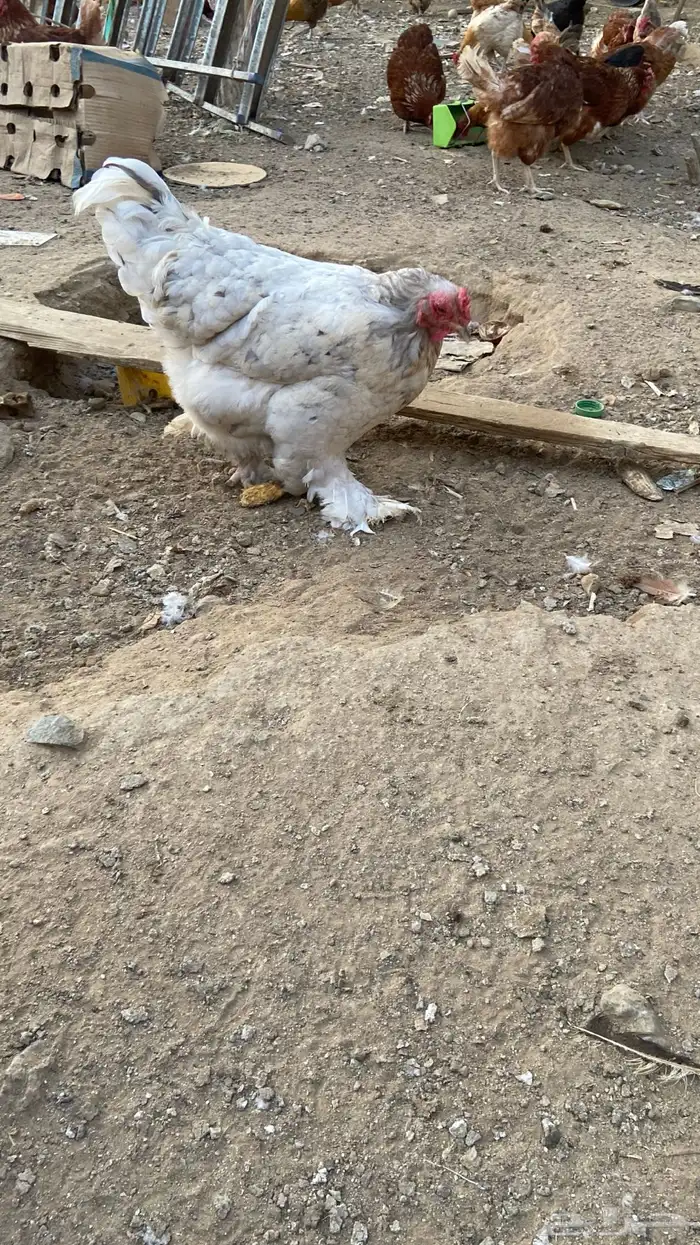 دجاج براهما   لوهمان 3