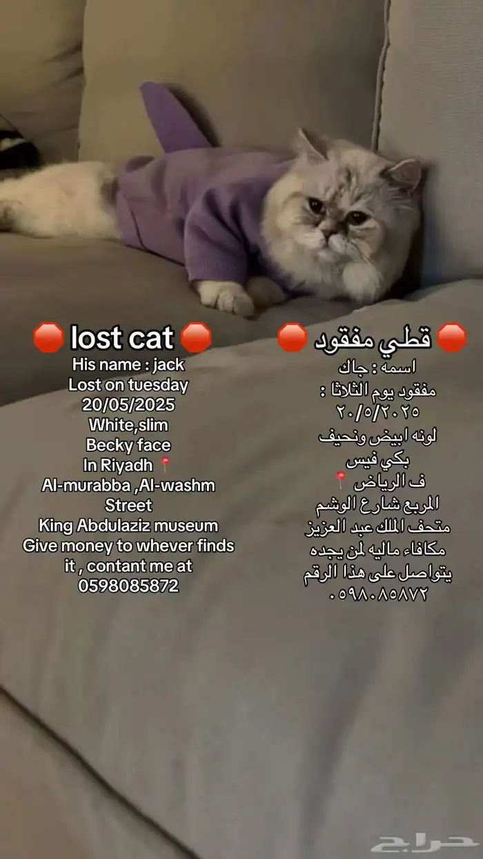 قط مفقود 0