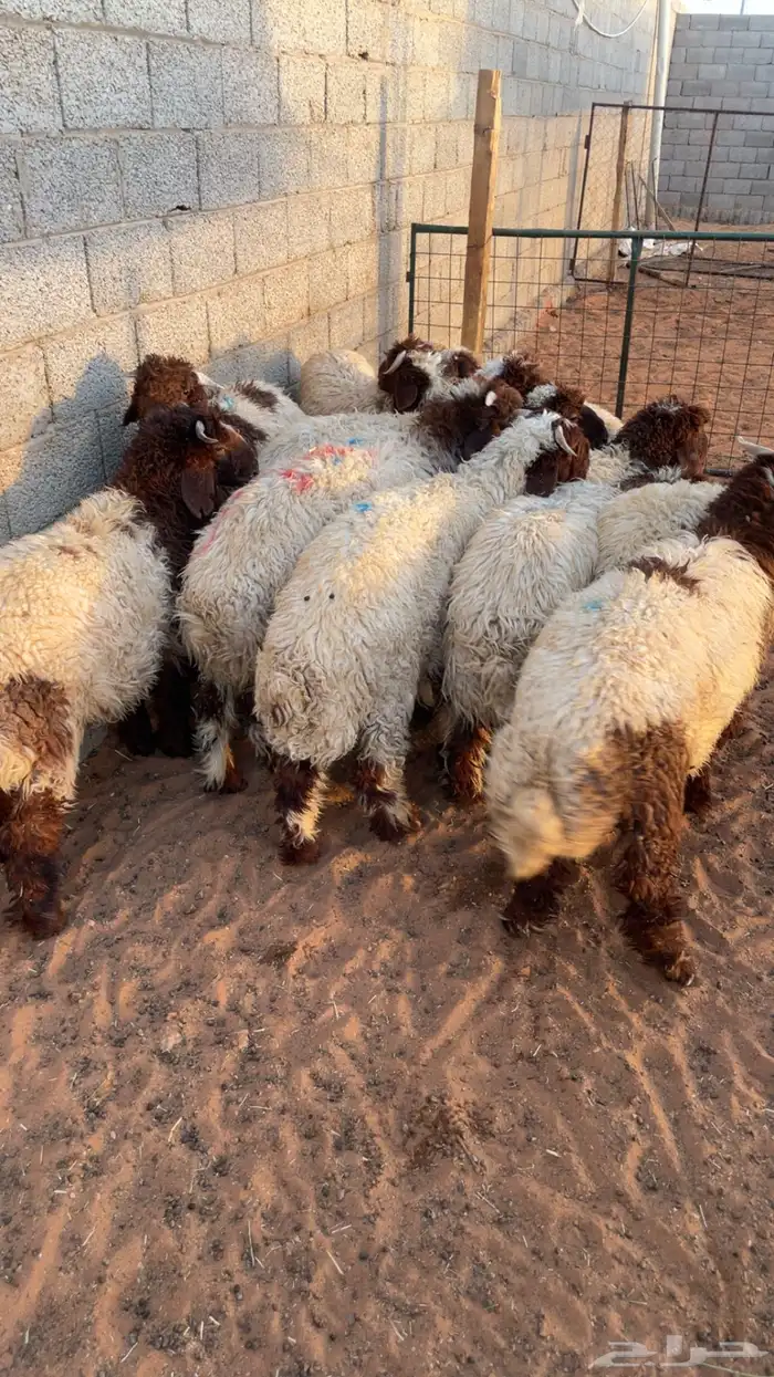 ذبايح تقييم 100 زبون تمارا 3