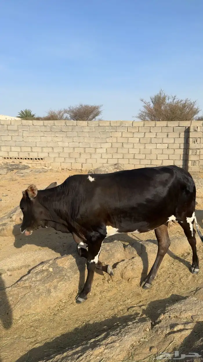 حسيله الموقع بيشه 0