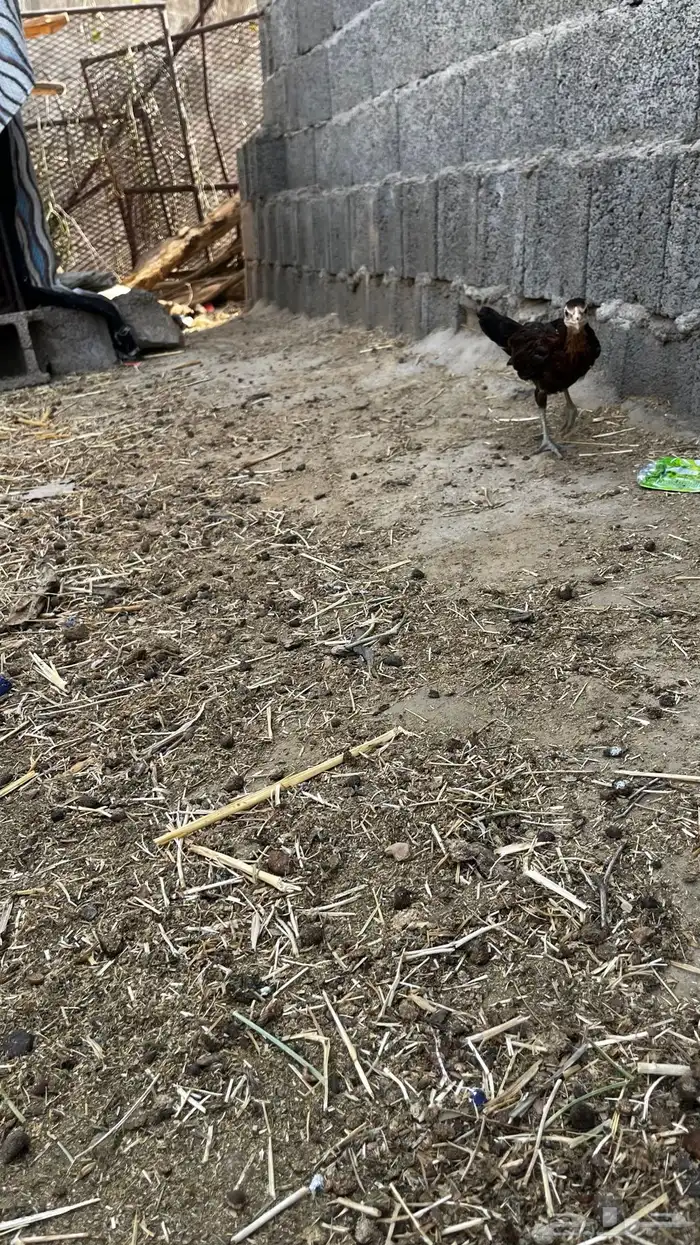 للبيع انثي سندي 2