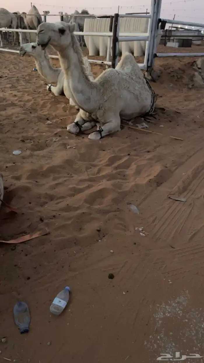 ابل 0