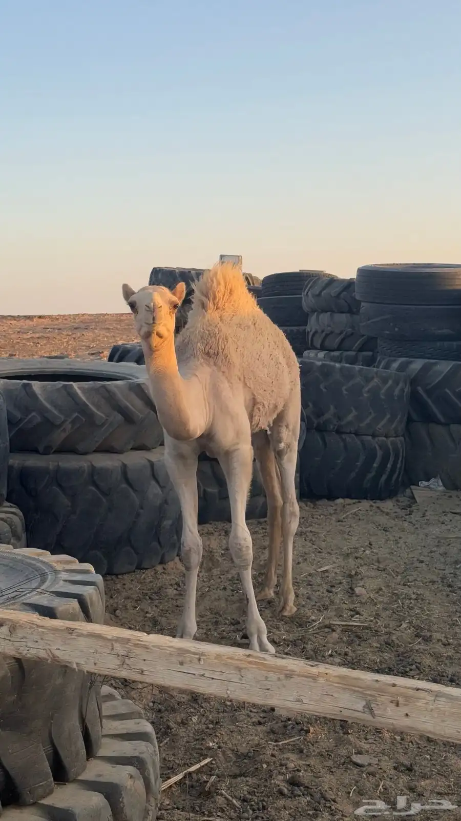 قعود اصيل ولد ذيب الزوين 2