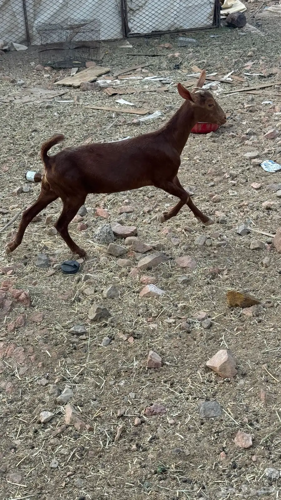 عنقان للبيع 3