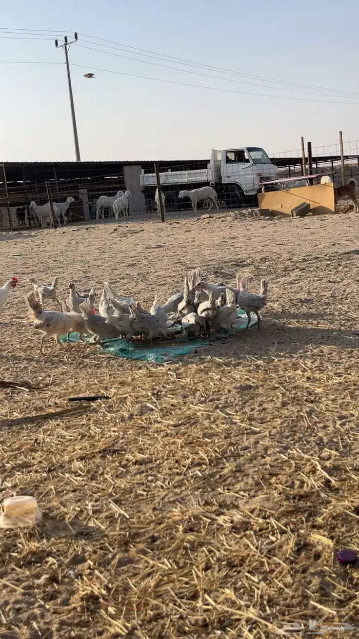 دجاج ألمنيوم 0