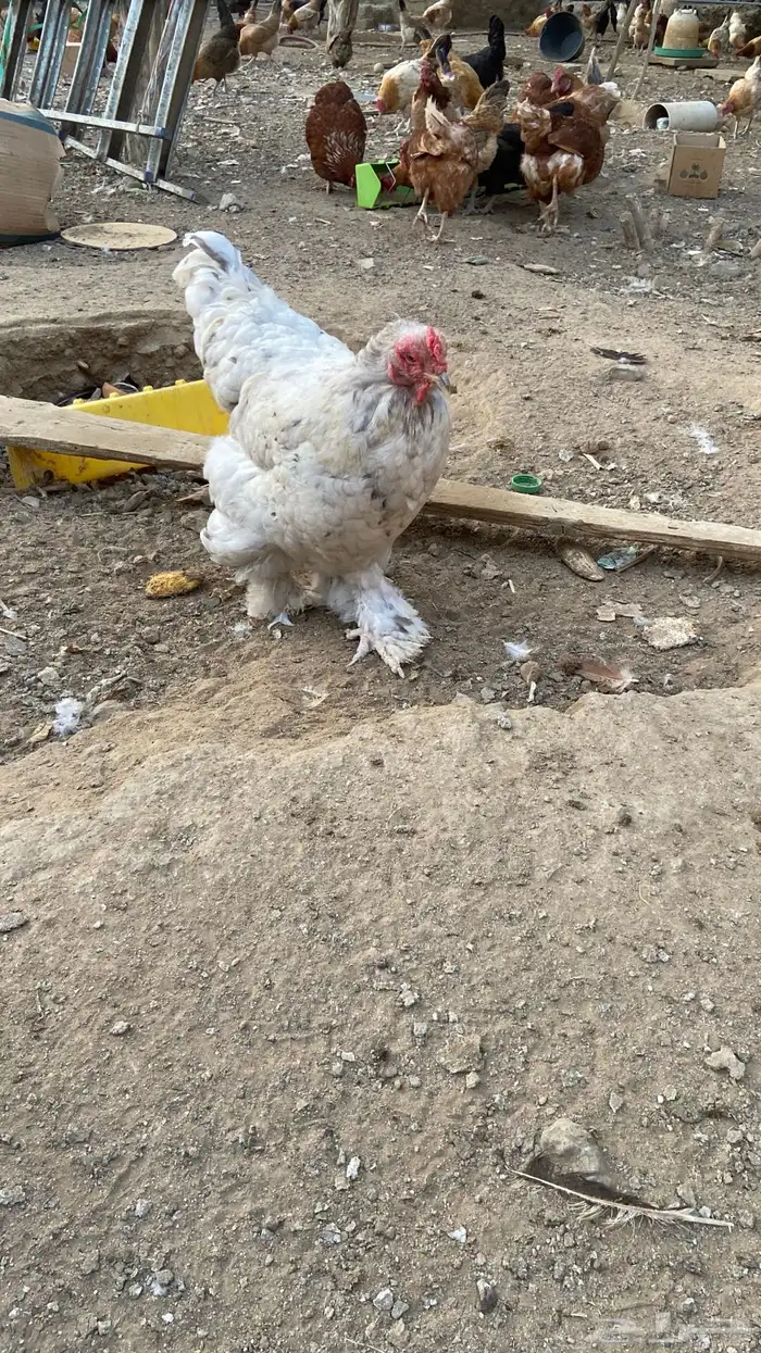 دجاج براهما   لوهمان 2