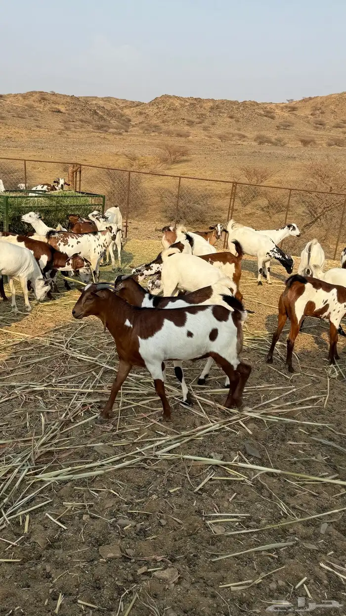 تيوس مناسبات فاخره 2