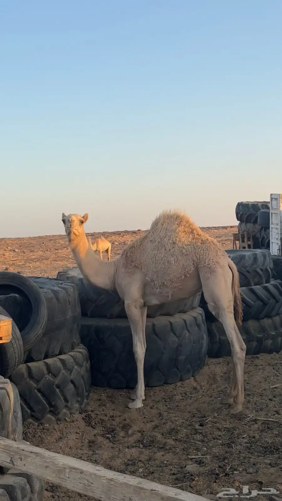 قعود اصيل ولد ذيب الزوين 1