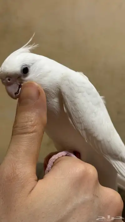 كروان بصمة الييف تم البيبع 4