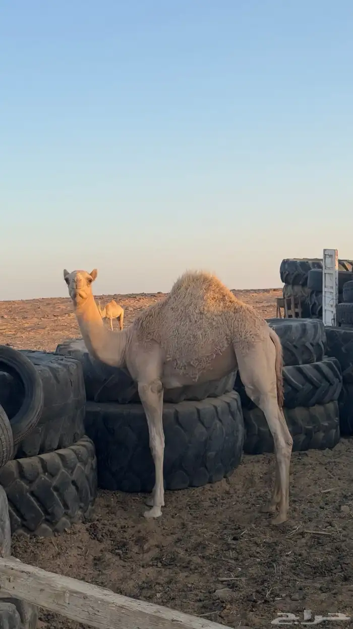 قعود اصيل ولد ذيب الزوين 0