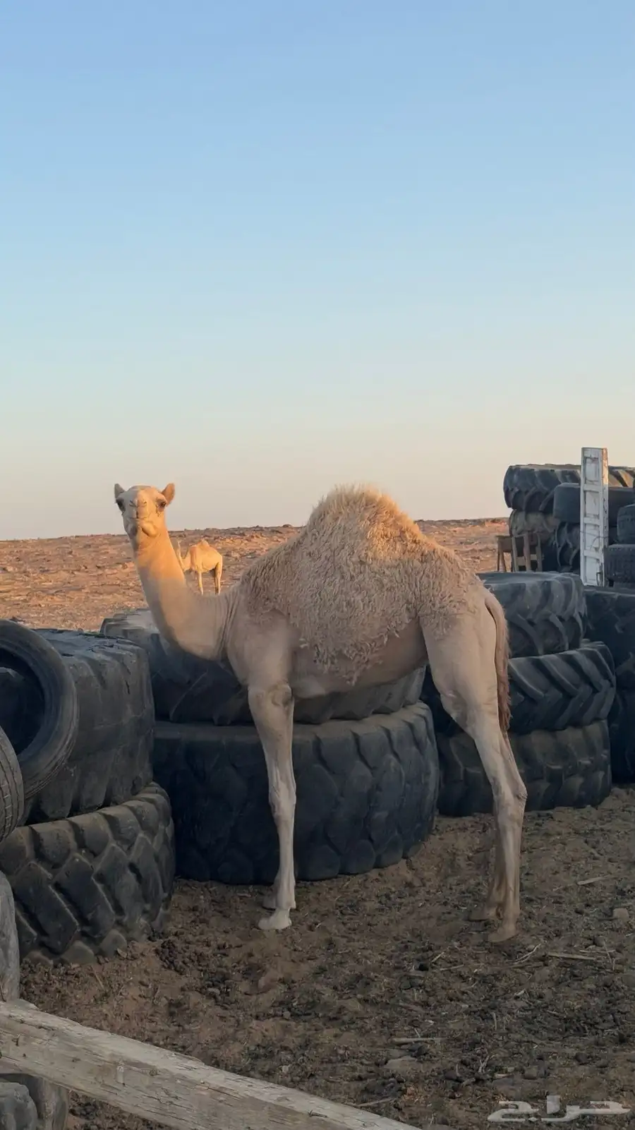 قعود اصيل ولد ذيب الزوين 0