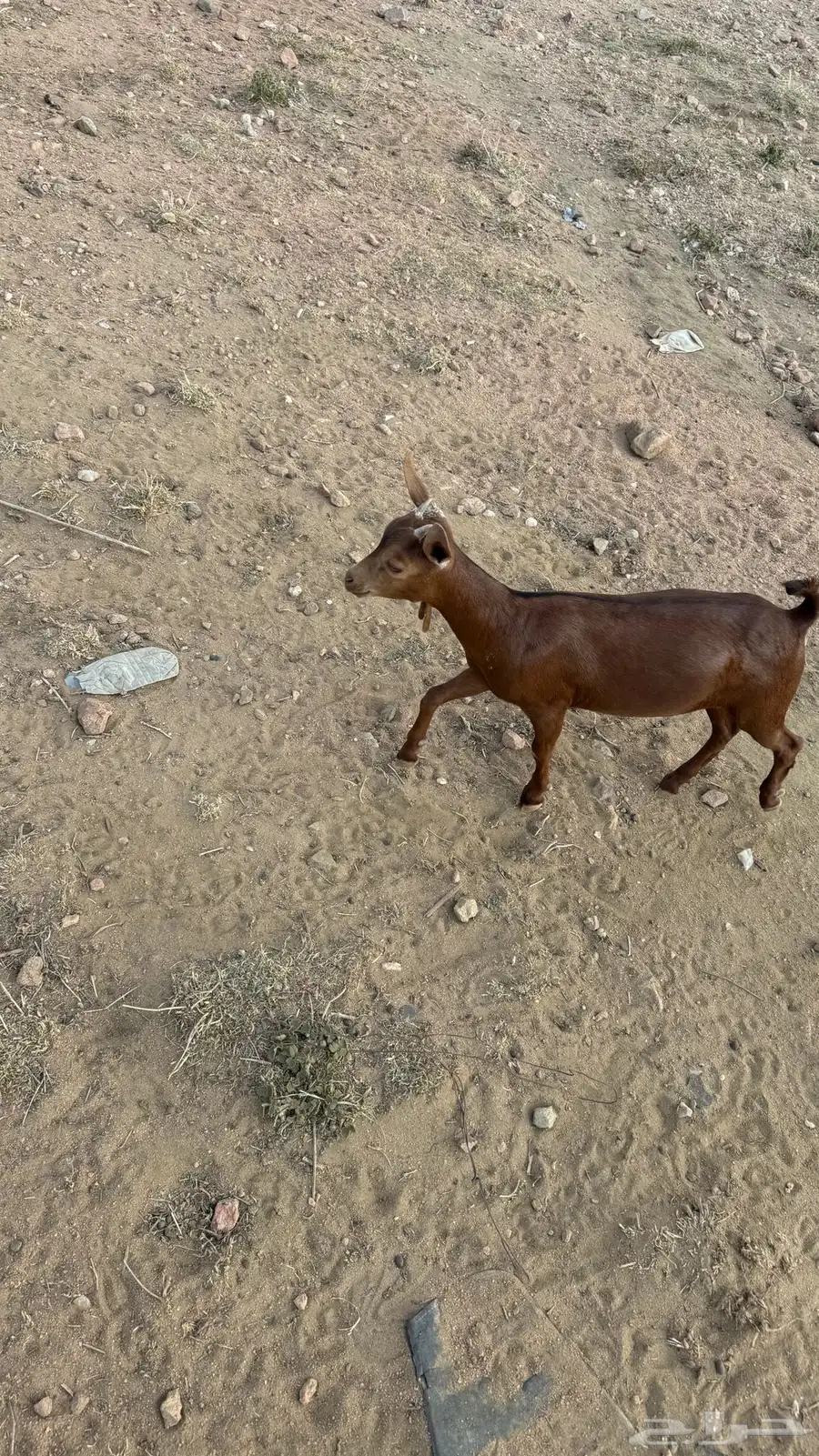 عنقان للبيع 7