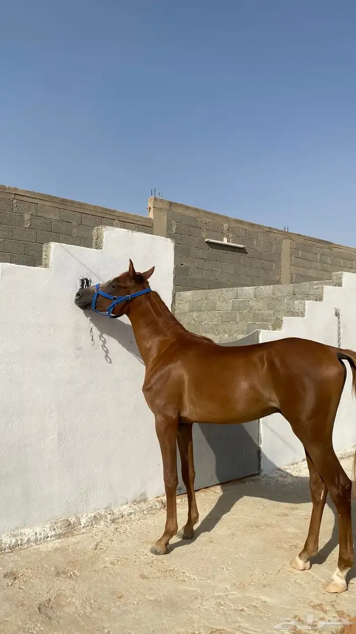مربط الابجر 3