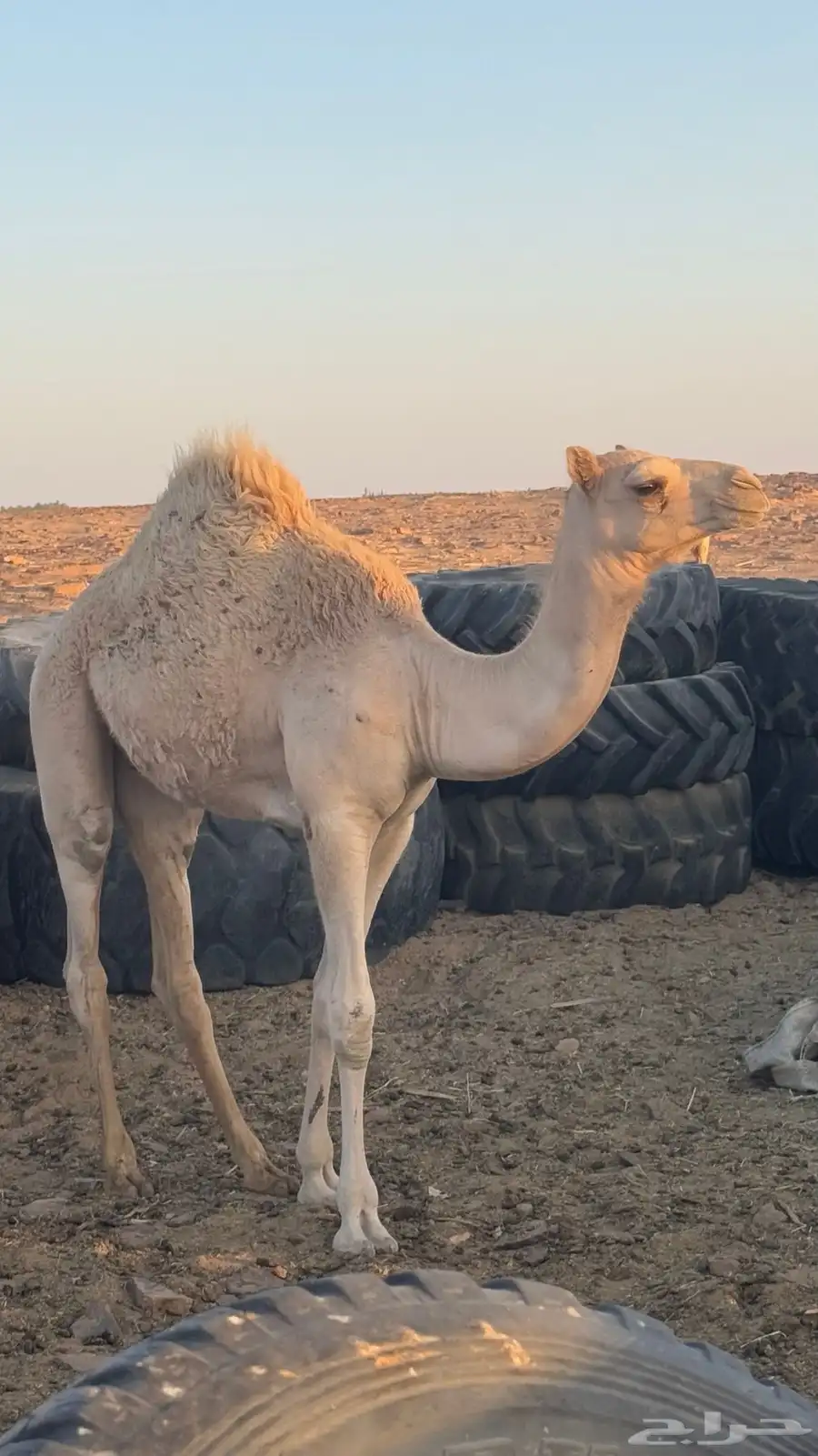 قعود اصيل ولد ذيب الزوين 4