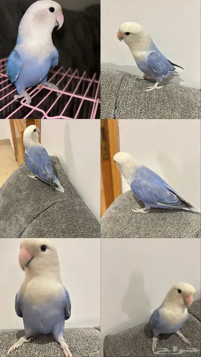 للبيع طقطق 0
