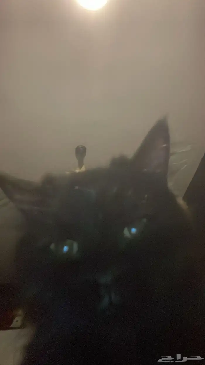 قطة شيرازية 0