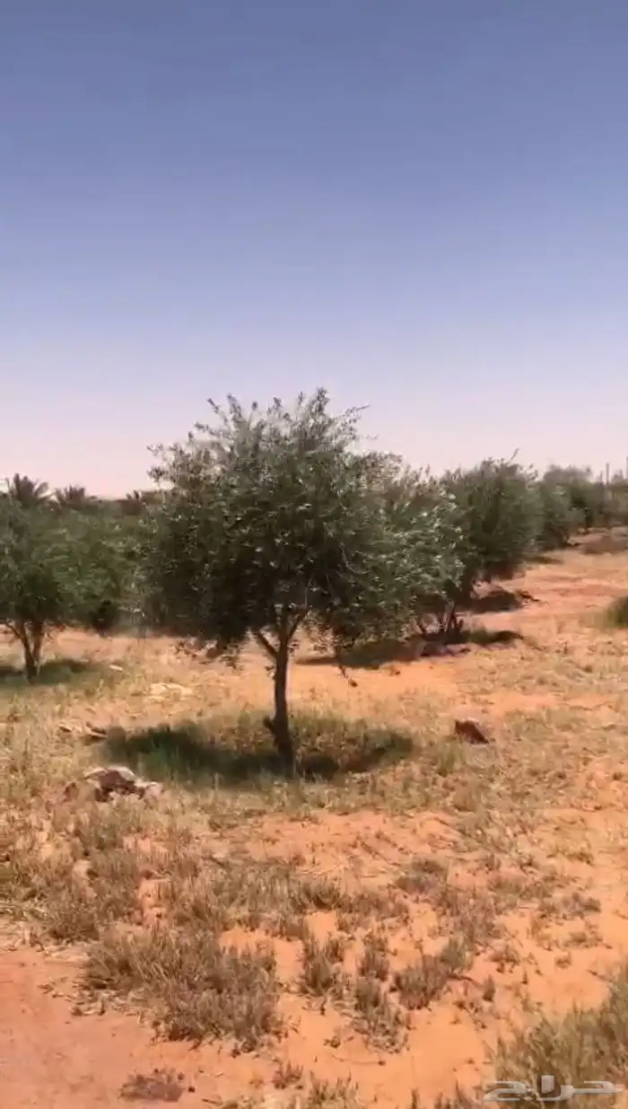 اشجار زيتون للبيع عمر اكثر من خمس سنوات نوعه نيبالي محسن 1